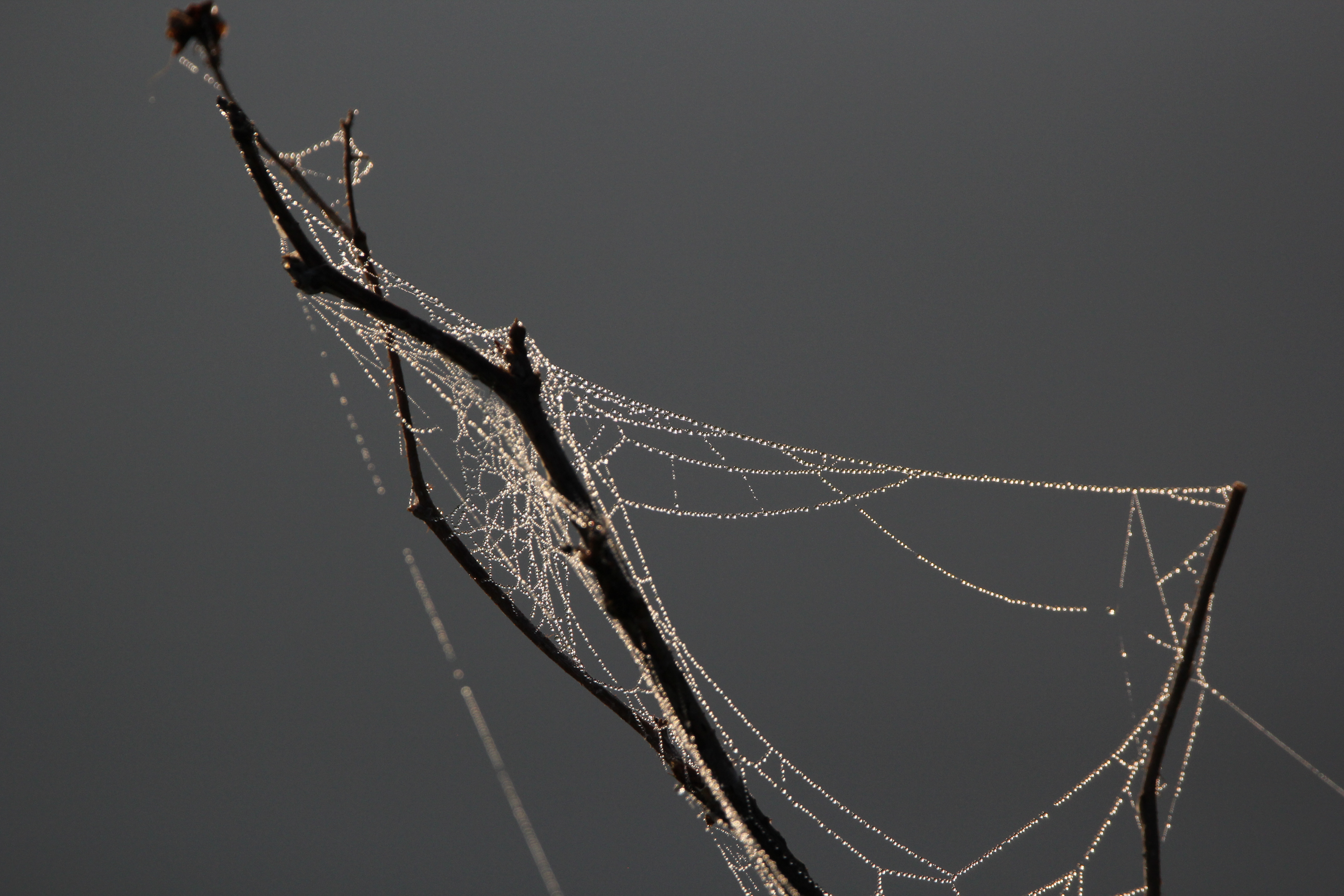cobwebs